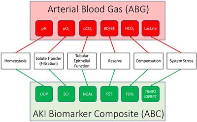 Dynamic Biomarker Assessment: A Diagnostic Paradigm to Match the AKI Syndrome